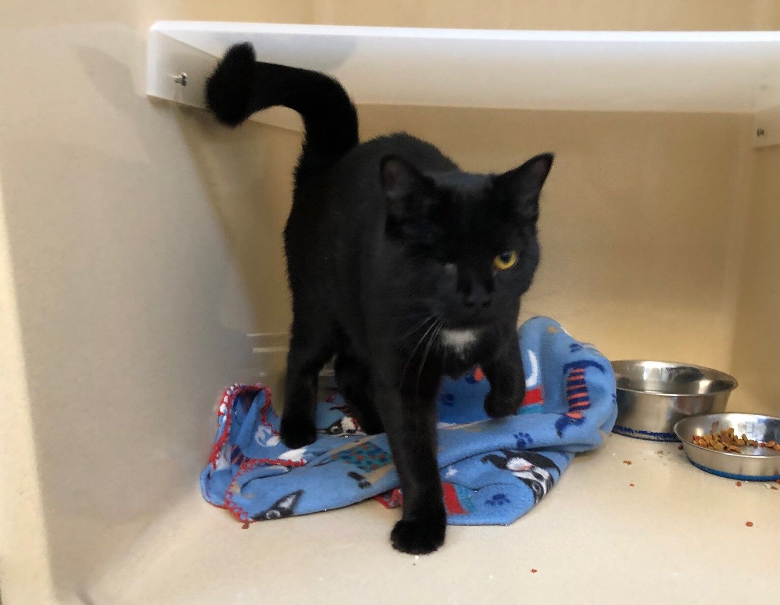 LCSPCA Pet of the Week 1/6/21